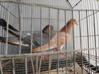 patti wala phatta phatti pair for sale. . .