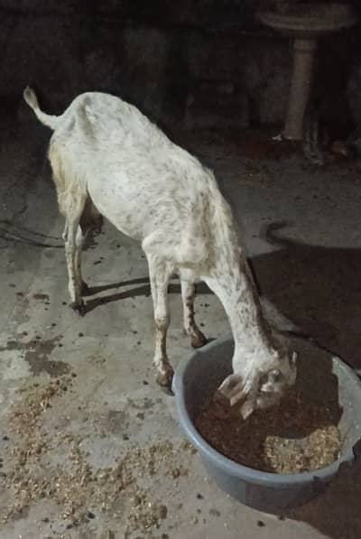 Pure makhi channi bakri
