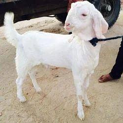 bakra