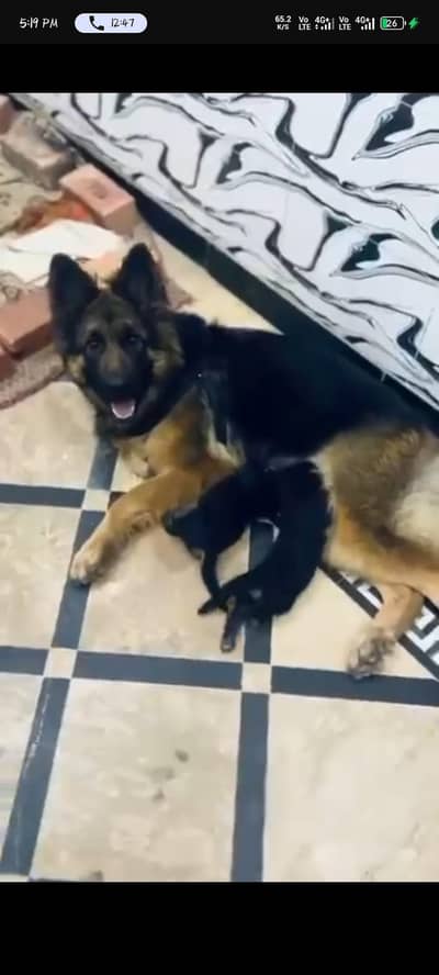 German Shepherd long coat breeder female