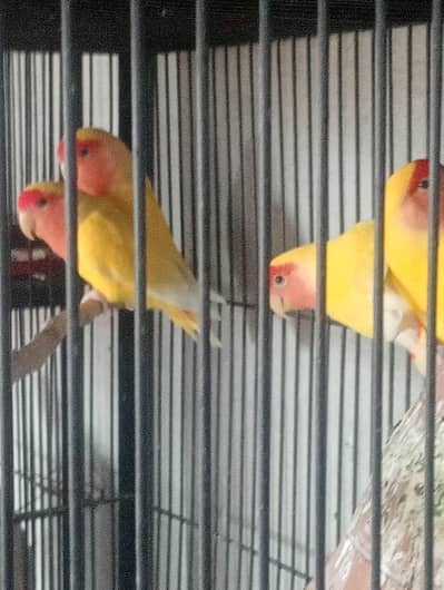 Healthy & Beautiful Home Raised Love Birds Pair for Sale 