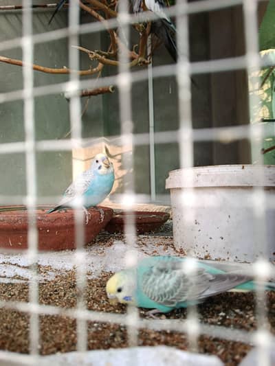 rainbow budgie for sale