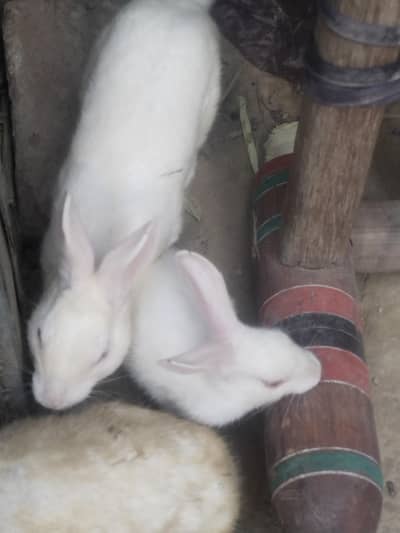 2 male 2 female 3 baby rabits for sale