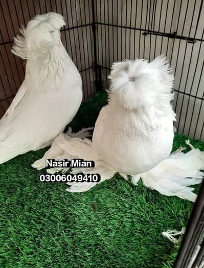 Bokhara Trumpeter / Jacobin pigeon