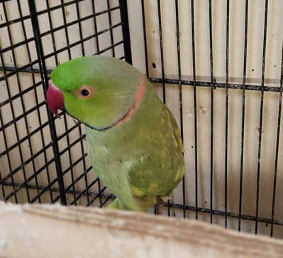 Ringneck tame and talking zero bite (Whatsapp : 03411125660)