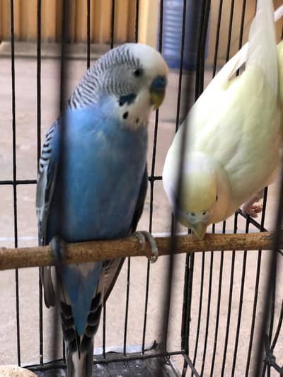budgies 1 Confirm Breeding Pair, 1 Female & 7 Chicks