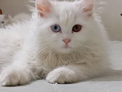 Kitten Tripple coated Persian