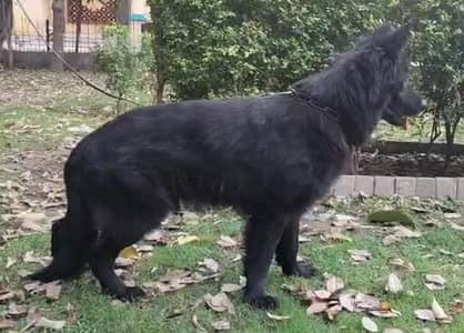 long coat confirm adult breeder black shepard