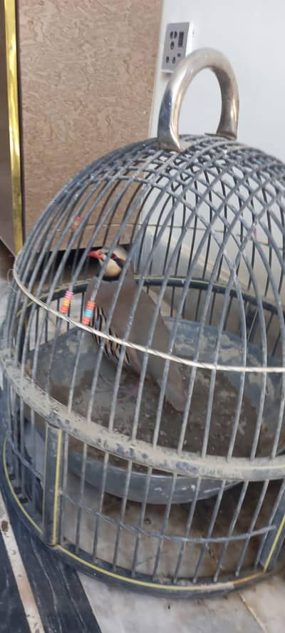 Pheasant for sale