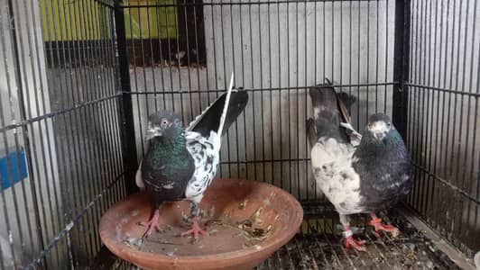 breading pair for sale  eggs grunted