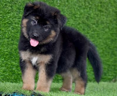 German Shepherd female | long coat | GSD | German Shepherd puppy