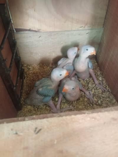 jumbo size ringneck chicks