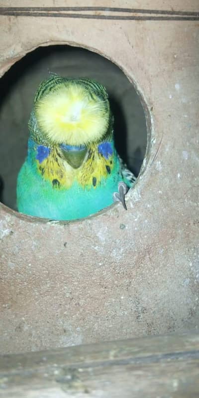 Undersized split red eye pair with chicks.