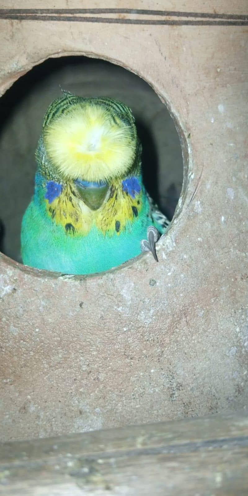 Undersized split red eye pair with chicks. 0