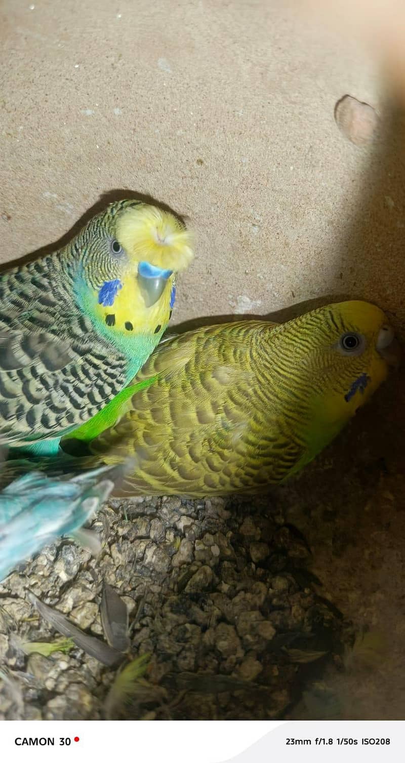 Undersized split red eye pair with chicks. 1