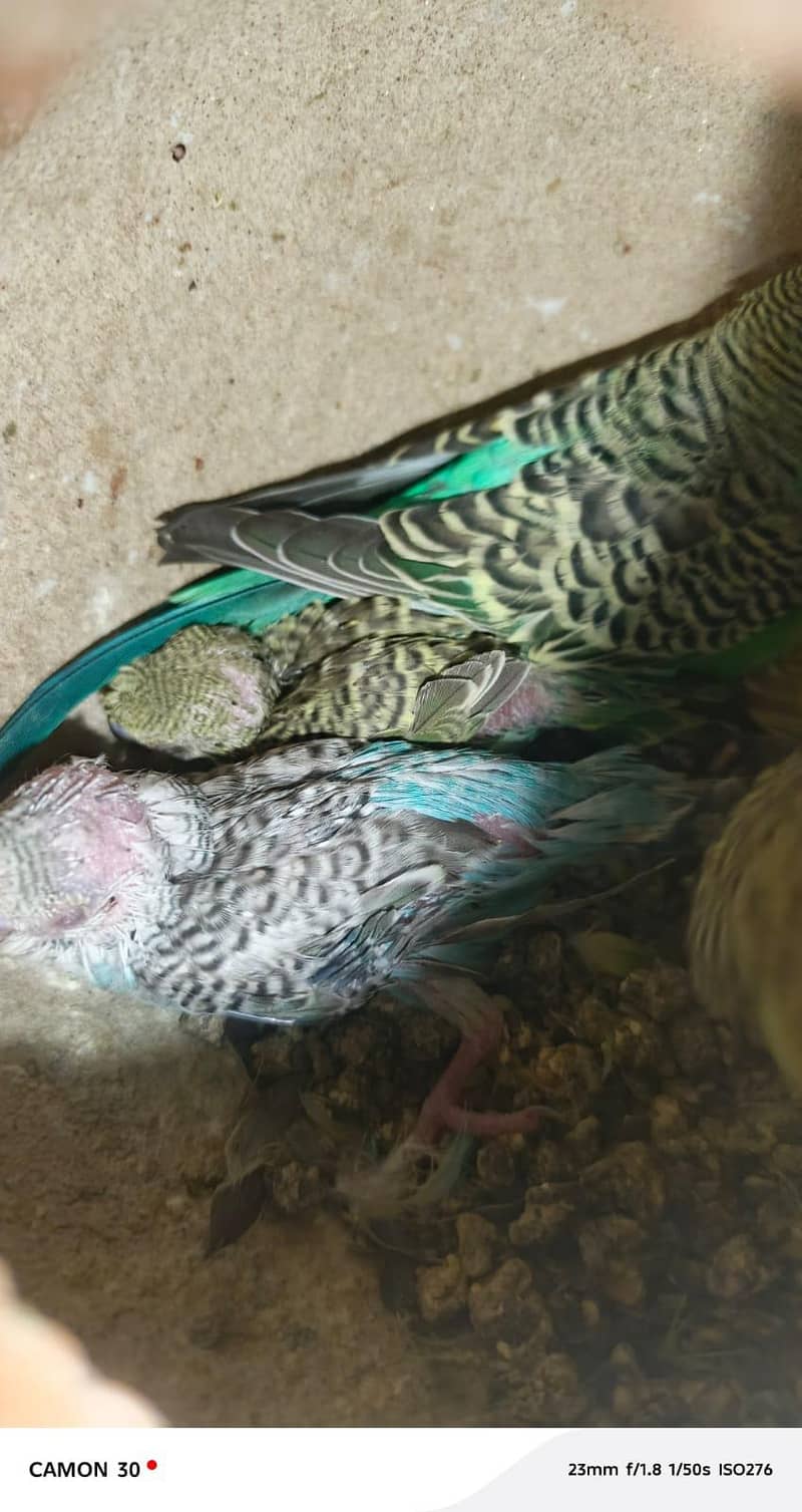 Undersized split red eye pair with chicks. 2