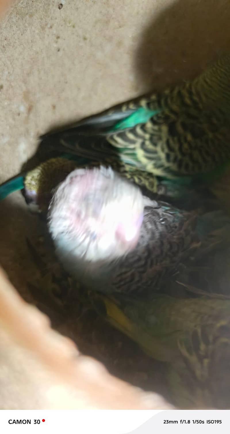 Undersized split red eye pair with chicks. 3