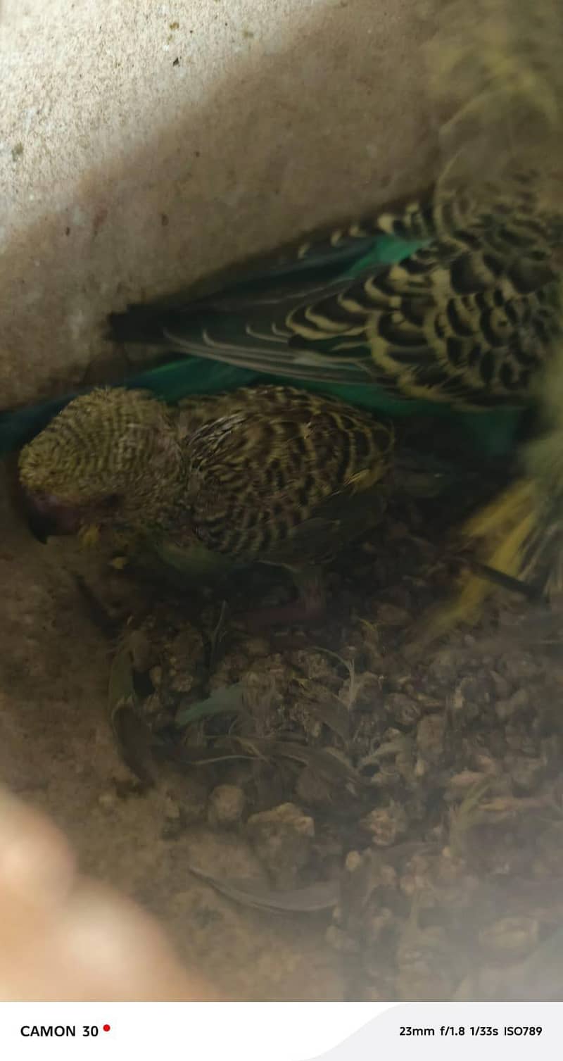 Undersized split red eye pair with chicks. 4