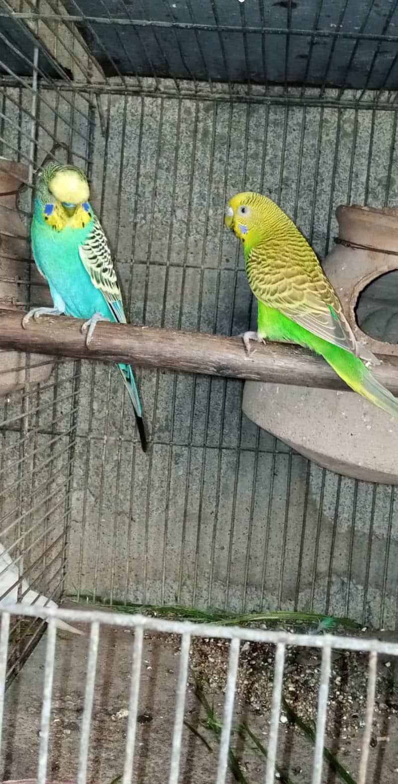 Undersized split red eye pair with chicks. 5