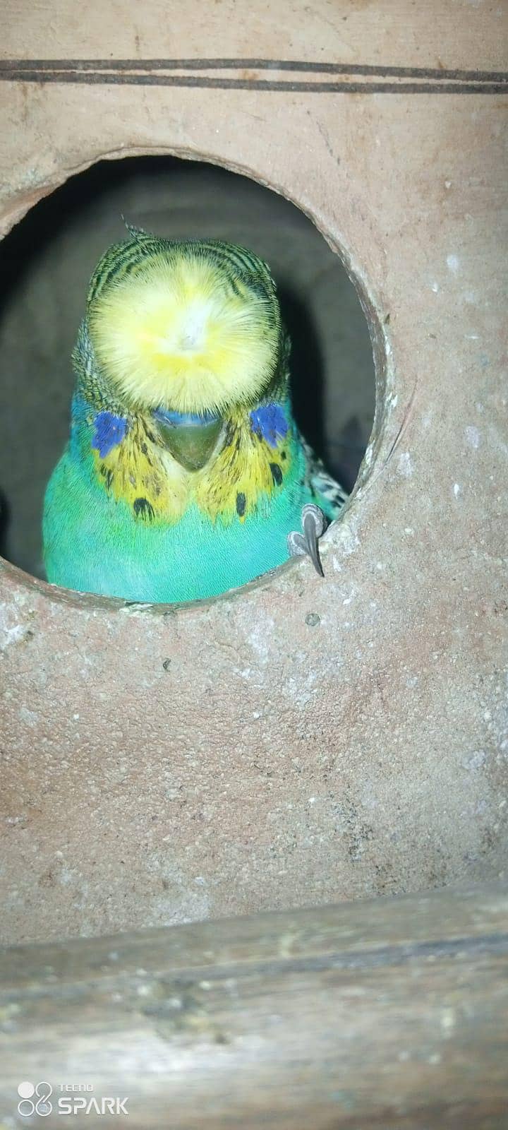 Undersized split red eye pair with chicks. 6