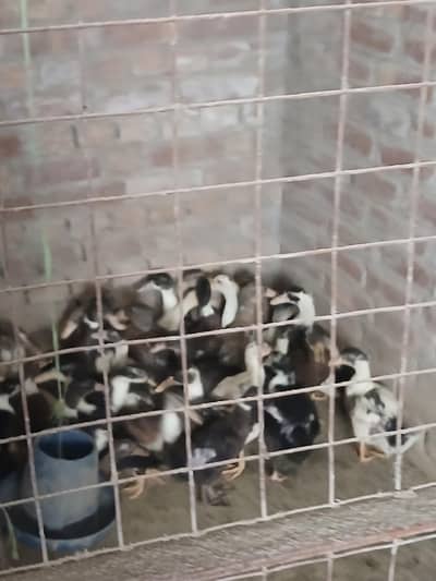 dessi ducks pair