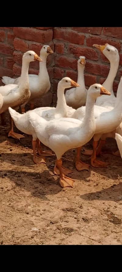 Big white ducks