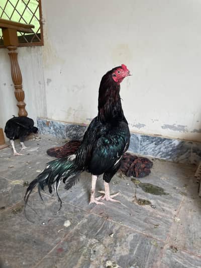 muskha patha