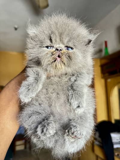 Persian piki face kitten
