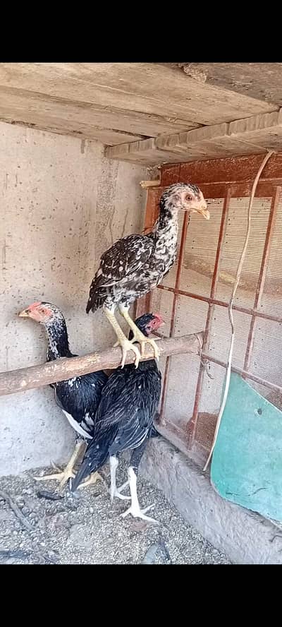 aseel kurk female . 4 choza bi available ha