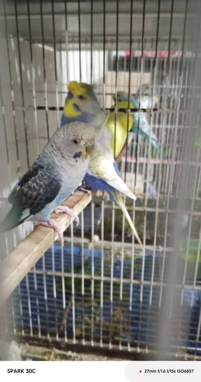 Budgies pairs available