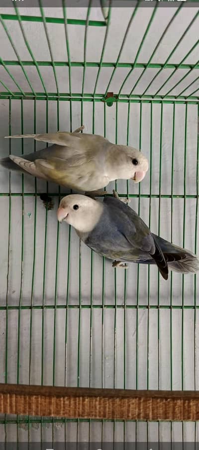 rozicoli oplain breeder pair available Mr. rehan 0322 6798273