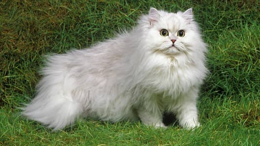 Parisian cat
