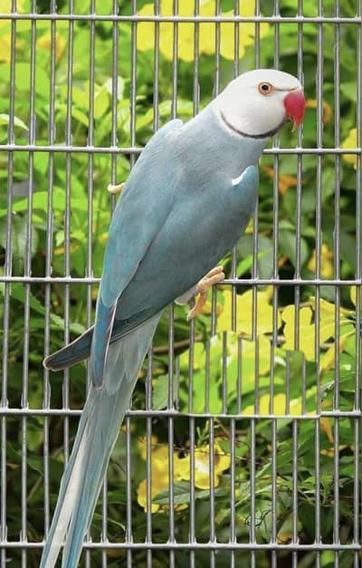 BLUE CT RINGNECK CHICKS