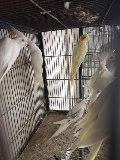 ino cockatiel vpid pairs