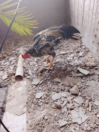 Sindhi cock