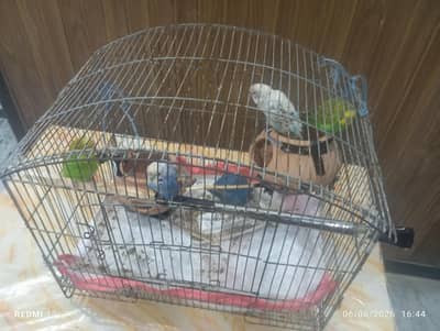 Breeding Pairs of Budgies with Cage – Rs. 3200