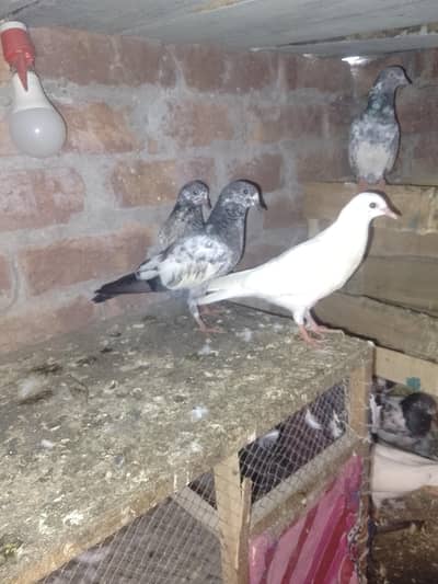 all pigeons are sale price description ma mention ha