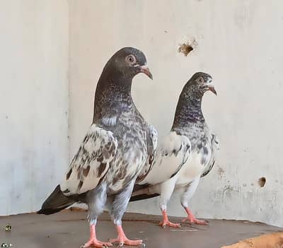 High Flyer Young birds