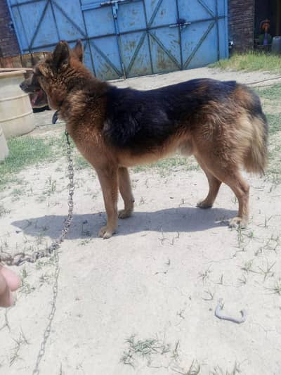 King shepherd specially security dog