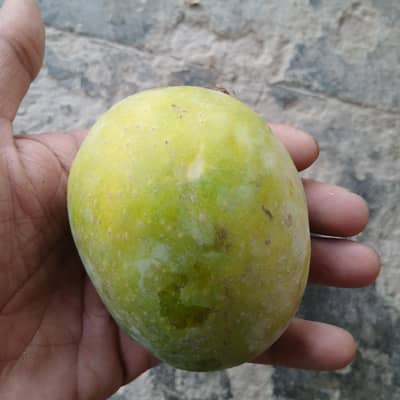 Langra aam ha mashallah full tiyar ha