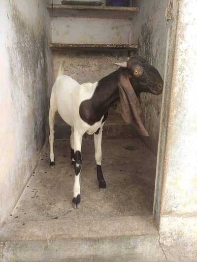 bakri path age 10 month