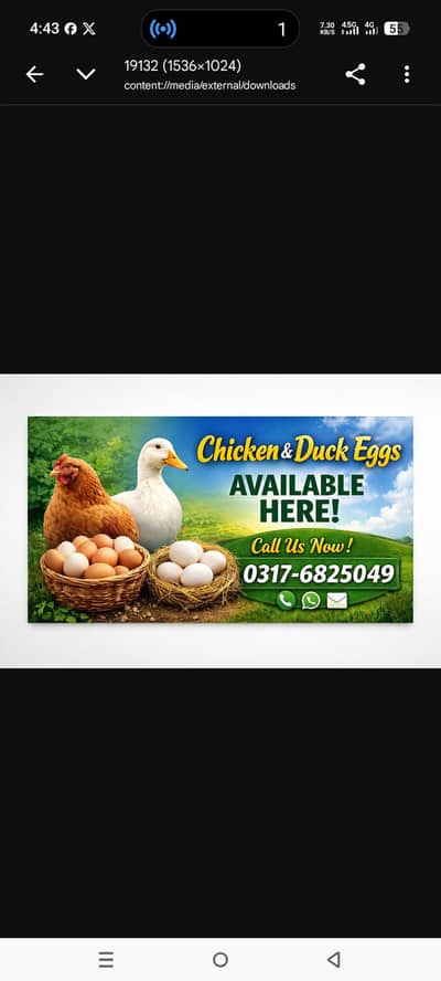 Duck Eggs