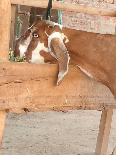 gabban bakri