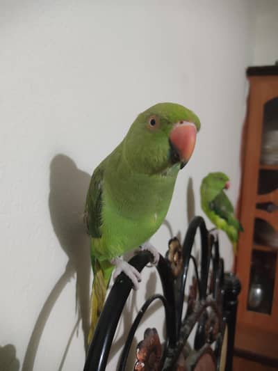 Ringneck and lovebirds for sale