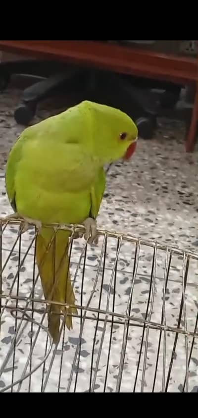 green ring neck Parrot patha for sale
