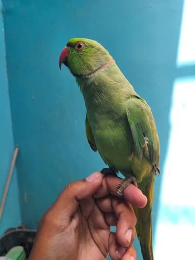 teamed parrot
