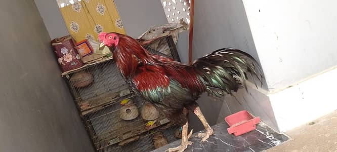 Mianwali Aseel murga