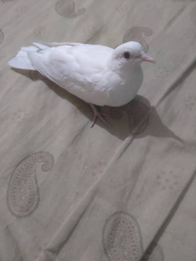 Ring Neck Dove Khumara