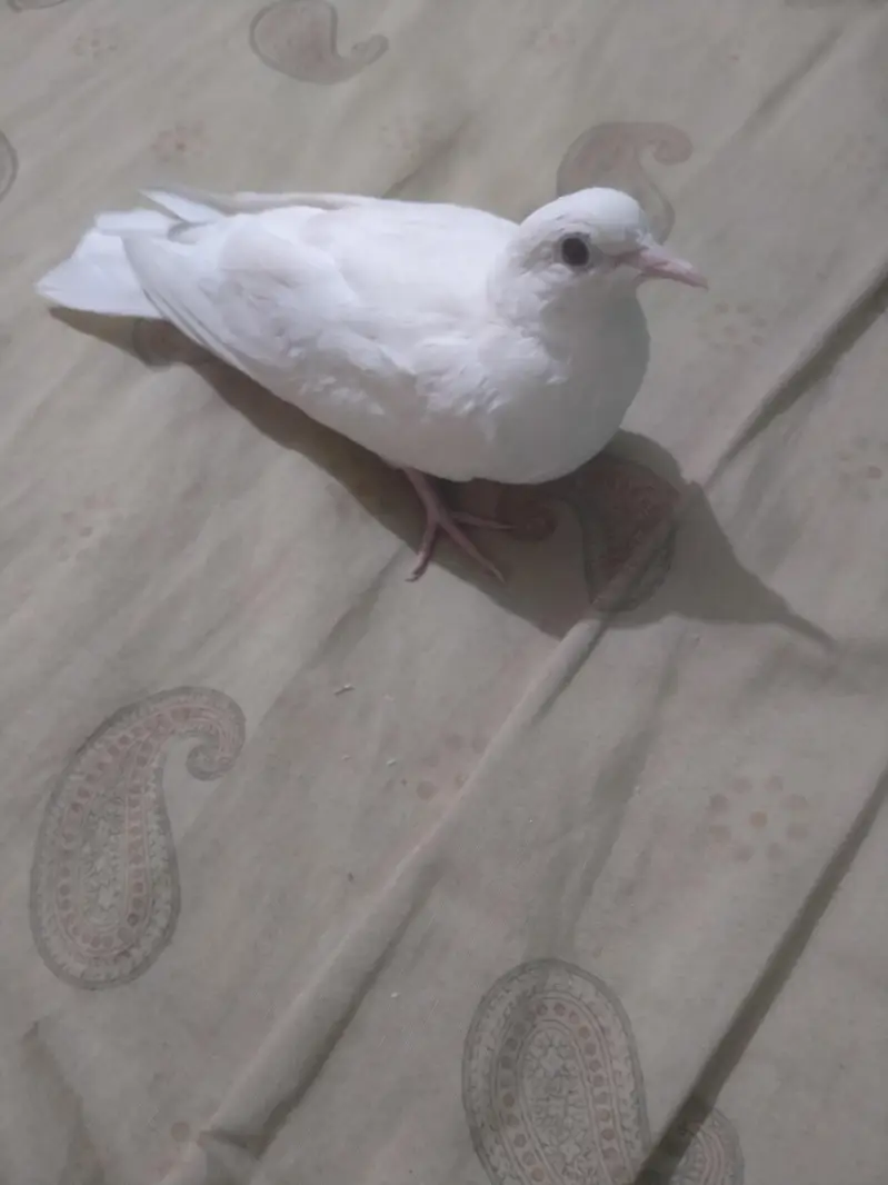 Ring Neck Dove Khumara