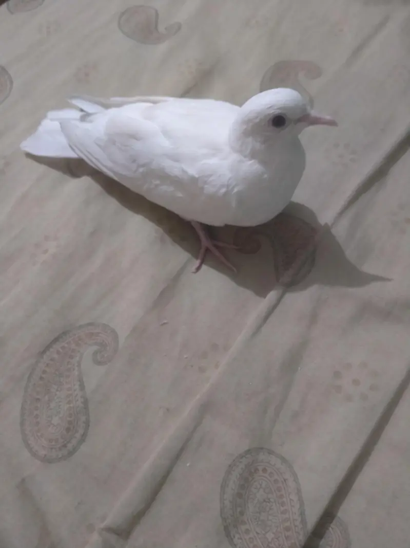 Ring Neck Dove Khumara — photo 2